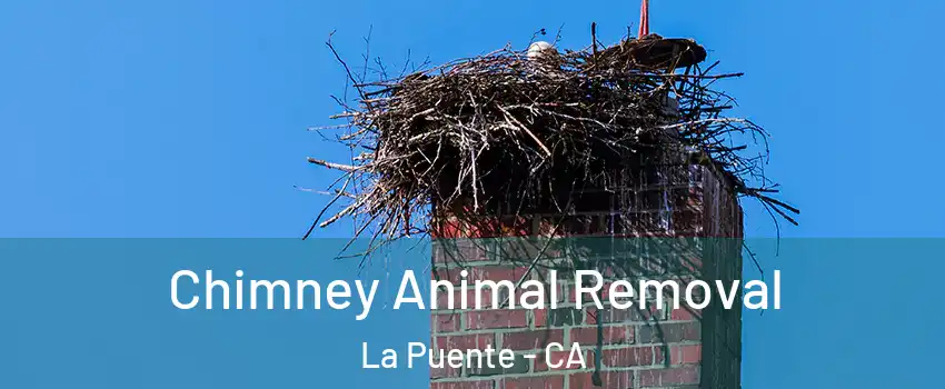Chimney Animal Removal La Puente - CA