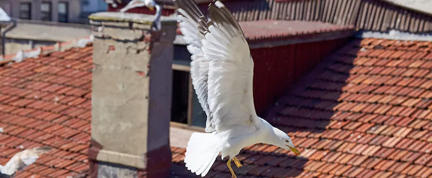 Residential Chimney Animal Removal Solution in La Puente, CA